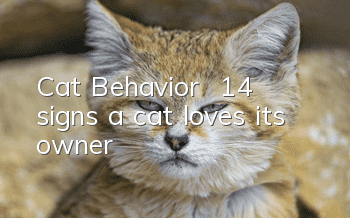 Cat Behavior | 14 signs a cat loves its owner