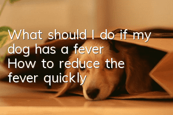 What should I do if my dog has a fever? How to reduce the fever quickly?