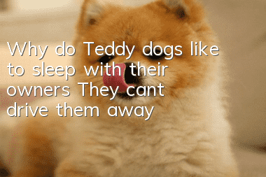 Why do Teddy dogs like to sleep with their owners? They can’t drive them away!