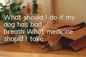 What should I do if my dog has bad breath? What medicine should I take?