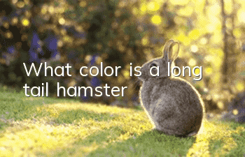 What color is a long tail hamster?