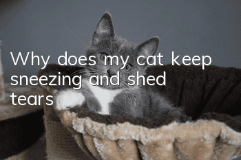 Why does my cat keep sneezing and shed tears?