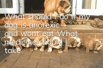 What should I do if my dog is anorexic and won’t eat? What medicine should I take?