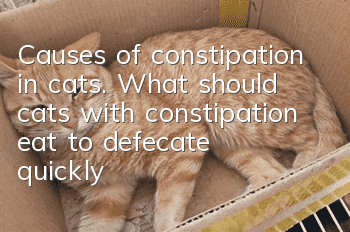 Causes of constipation in cats. What should cats with constipation eat to defecate quickly?