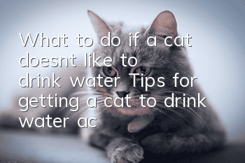 What to do if a cat doesn’t like to drink water? Tips for getting a cat to drink water actively
