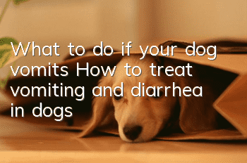 What to do if your dog vomits? How to treat vomiting and diarrhea in dogs?