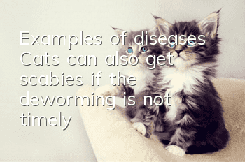Examples of diseases: Cats can also get scabies if the deworming is not timely!