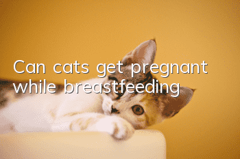 Can cats get pregnant while breastfeeding?