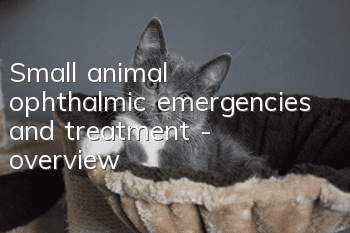 Small animal ophthalmic emergencies and treatment - overview