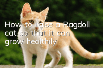 How to raise a Ragdoll cat so that it can grow healthily