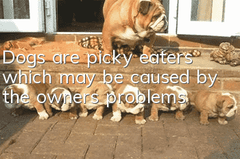Dogs are picky eaters, which may be caused by the owner’s problems