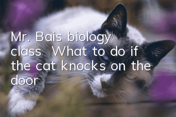 Mr. Bai’s biology class | What to do if the cat knocks on the door