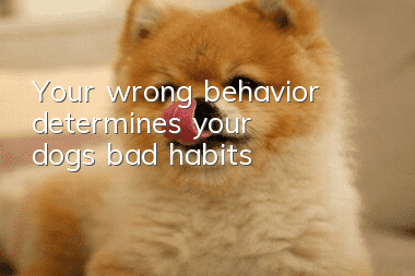 Your wrong behavior determines your dog’s bad habits
