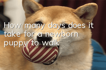 How many days does it take for a newborn puppy to walk?