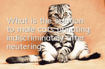 What is the solution to male cats urinating indiscriminately after neutering?