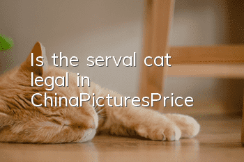 Is the serval cat legal in China_Pictures_Price