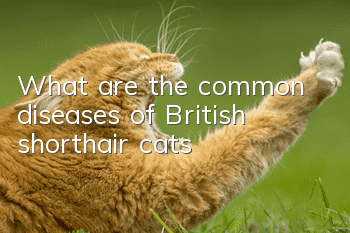 What are the common diseases of British shorthair cats?