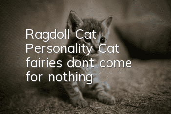 Ragdoll Cat Personality Cat fairies don’t come for nothing!