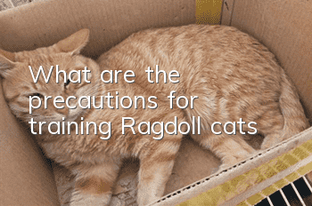 What are the precautions for training Ragdoll cats?