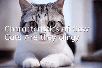 Characteristics of Cow Cats: Are they clingy?