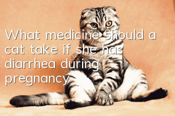 What medicine should a cat take if she has diarrhea during pregnancy?