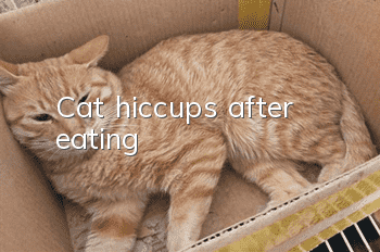 Cat hiccups after eating