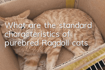 What are the standard characteristics of purebred Ragdoll cats?