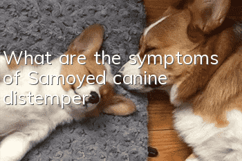 What are the symptoms of Samoyed canine distemper?