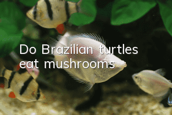 Do Brazilian turtles eat mushrooms?