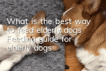 What is the best way to feed elderly dogs? Feeding guide for elderly dogs!