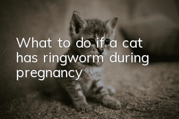 What to do if a cat has ringworm during pregnancy