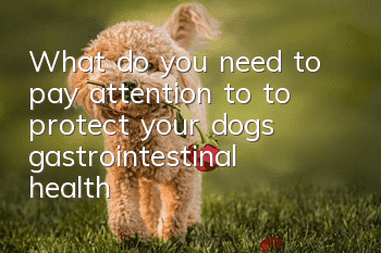 What do you need to pay attention to to protect your dog’s gastrointestinal health?