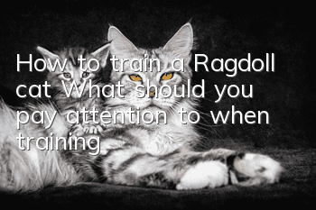 How to train a Ragdoll cat? What should you pay attention to when training?
