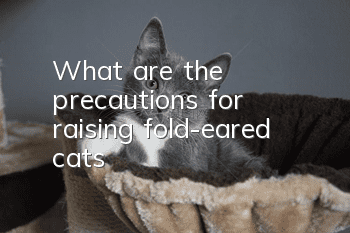 What are the precautions for raising fold-eared cats?