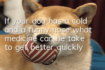 If your dog has a cold and a runny nose, what medicine can he take to get better quickly?