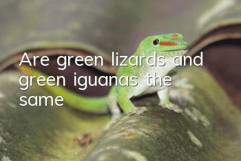 Are green lizards and green iguanas the same?