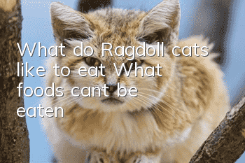 What do Ragdoll cats like to eat? What foods can’t be eaten?