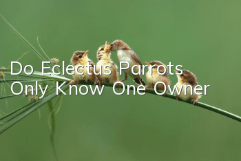Do Eclectus Parrots Only Know One Owner?
