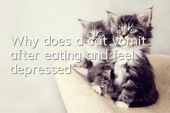 Why does a cat vomit after eating and feel depressed?