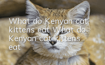 What do Kenyan cat kittens eat? What do Kenyan cat kittens eat?