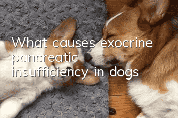 What causes exocrine pancreatic insufficiency in dogs?