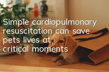 Simple cardiopulmonary resuscitation can save pets’ lives at critical moments