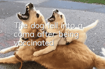 The dog fell into a coma after being vaccinated!
