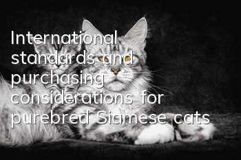 International standards and purchasing considerations for purebred Siamese cats