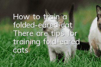 How to train a folded-eared cat? There are tips for training fold-eared cats