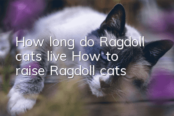 How long do Ragdoll cats live? How to raise Ragdoll cats