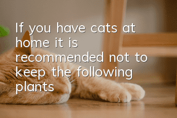 If you have cats at home, it is recommended not to keep the following plants: