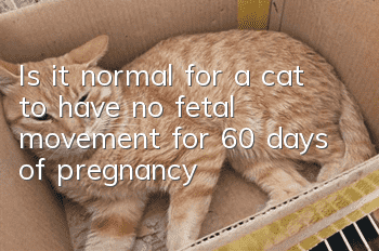Is it normal for a cat to have no fetal movement for 60 days of pregnancy?