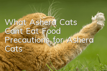 What Ashera Cats Can’t Eat Food Precautions for Ashera Cats