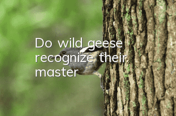 Do wild geese recognize their master?